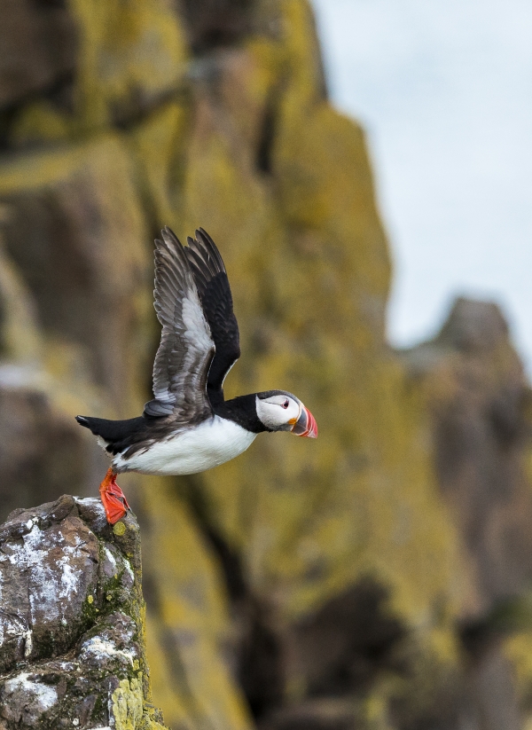 Puffin_takeoff.jpg