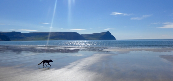 an_arctic_fox_strolls_along_the_beach.jpg