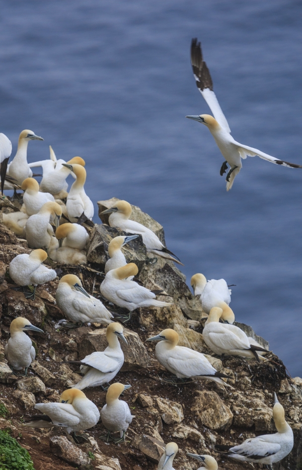 Northern_gannet_cliff.jpg