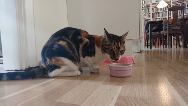 Cat Cat
