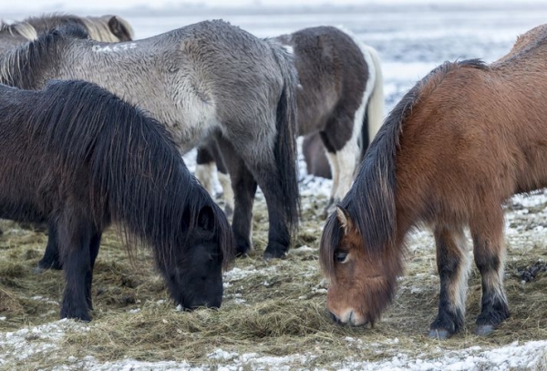 horses,